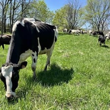 A cow standing in a farm pasture.