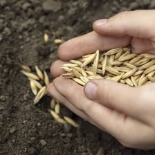 Oat grains shown beside an oat plant.