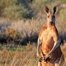 Kangaroos standing in an Australian landscape