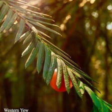 Yew branches bearing distinctive red arils.