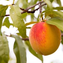 Ripe fruit hanging from a tree ready to be picked