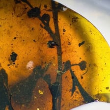 Tree resin and a piece of golden amber.