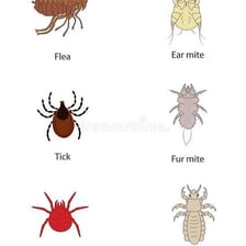 A flea shown among dog fur