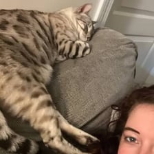 A cat resting on a seated person’s lap.