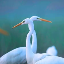 A white egret with long decorative feathers