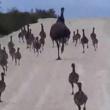 An emu running across an Australian landscape.