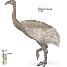 A reconstruction of a large extinct moa standing in a New Zealand landscape.