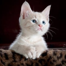 A cute kitten looking toward the camera.