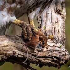 A hawk watching a mouse in a grassy field.