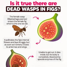 A fig wasp associated with a fig fruit