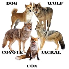 A coyote, fox, wolf, and dog representing the canid family