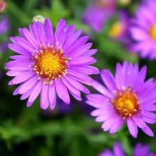 Purple aster flowers blooming in autumn.