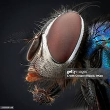 An educational illustration showing an insect’s external skeleton.