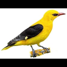 A golden oriole perched on a branch