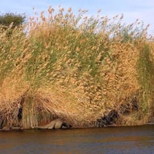 The Nile River flowing through Egypt