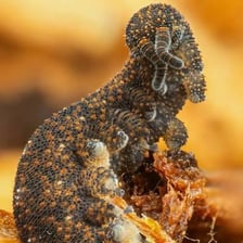 A velvet worm photographed close up, showing its soft segmented body.