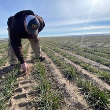 A farmer harvesting a crop in a field