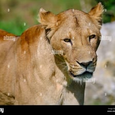 A lion showing its tawny-colored coat