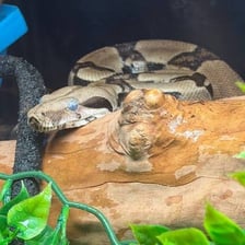 A boa constrictor and a feather boa represent the two phrases.