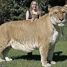 A liger, a large hybrid cat with features of both a lion and a tiger.