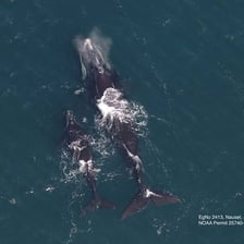 A whale swimming with its calf
