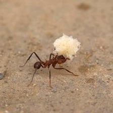 Several ants carrying a crumb across the ground.