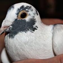 A pigeon with its beak open as if cooing.