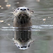 A river otter swimming and playing in water