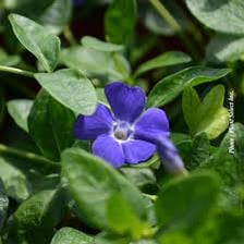 A periwinkle flower with blue-purple petals.