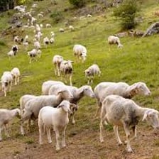 A flock of sheep grazing in a pasture