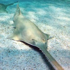 A sawshark showing its long toothed snout.