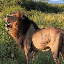 Lions roaring in an African savanna