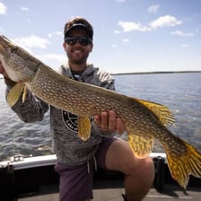 A northern pike shown in profile