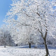 Winter trees covered with a layer of ice.