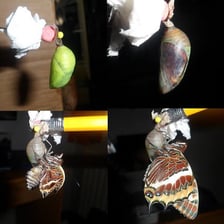 Several insect pupae shown in cocoons or pupal cases.