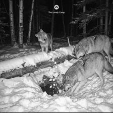 A group of wolves stands near a den in a forest.