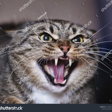 An angry cat hissing with its mouth open.