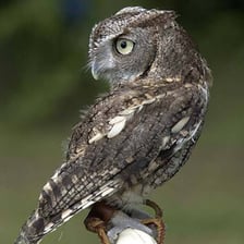 An owl looking over its shoulder with its head turned.