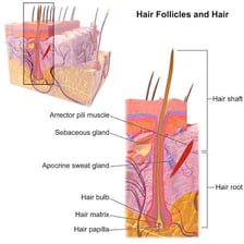 An anatomical illustration showing hair follicles rooted in the scalp.