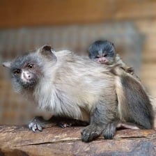 A marmot and a marmoset shown as examples of animals.