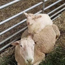 An adult female sheep in a farm pasture