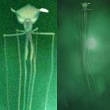 A squid with long arms swimming underwater