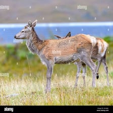 A female red deer, known as a hind