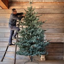 A bluish-silver blue spruce decorated as a Christmas tree