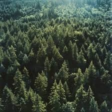 An aerial view showing the dense upper canopy of a forest.