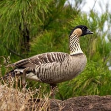 A nene, or Hawaiian goose, standing on grass