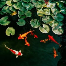 Colorful koi swimming in a garden pond