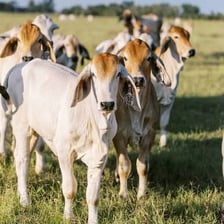 A young calf standing in a pasture.