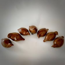 Several partridges gathered together