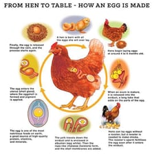 A hen beside a freshly laid egg